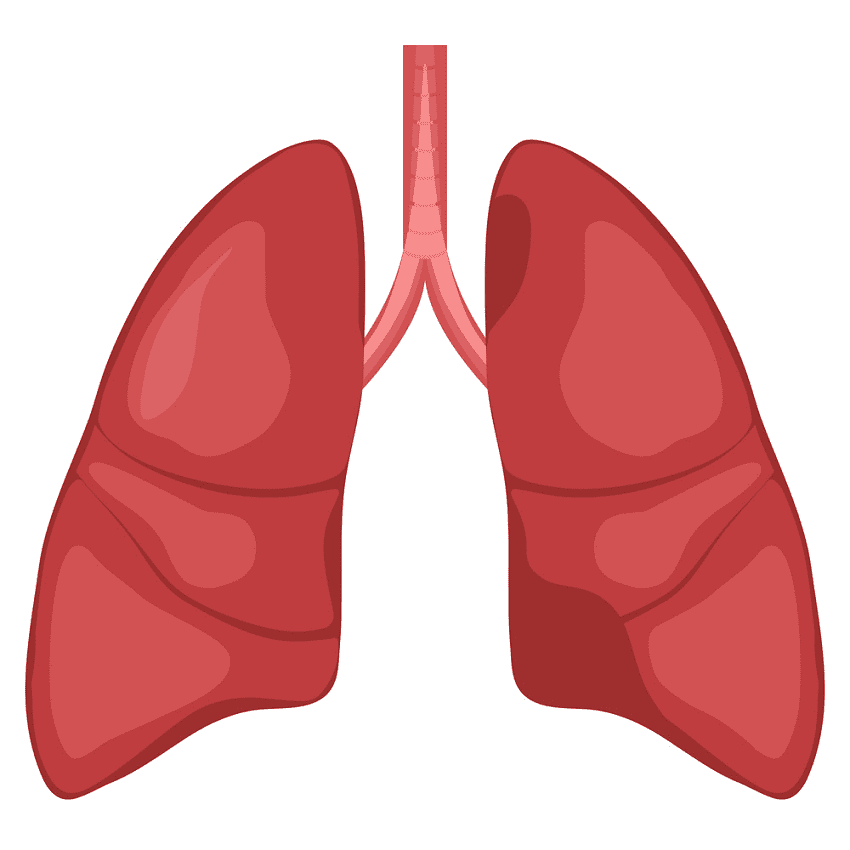 Lungs Clipart Free Picture