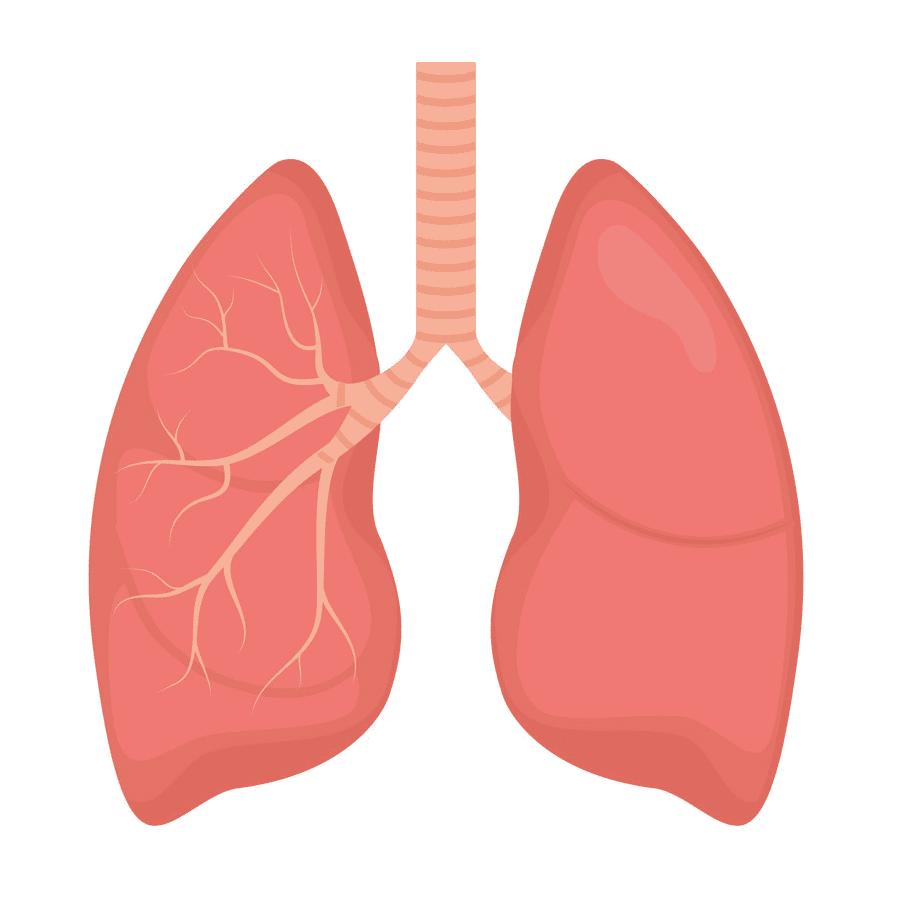 Lungs Clipart Free Pictures