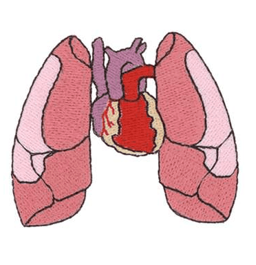 Lungs Clipart Images