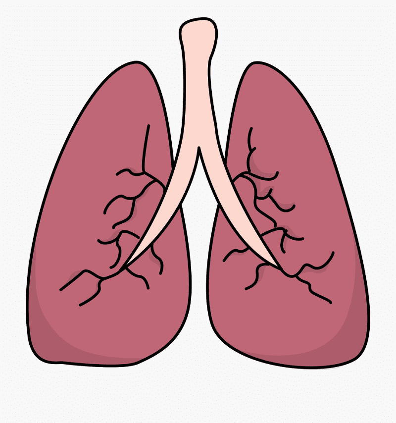 Lungs Clipart Pictures