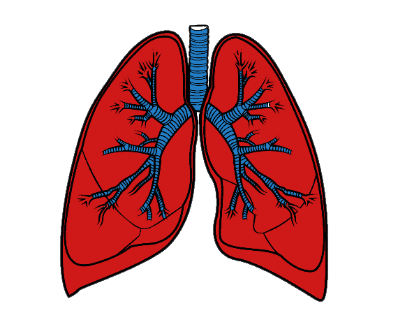 Lungs Clipart Png Download