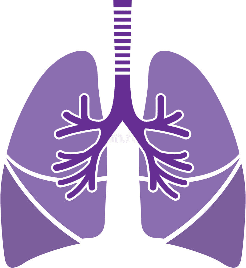 Lungs Clipart Png For Free