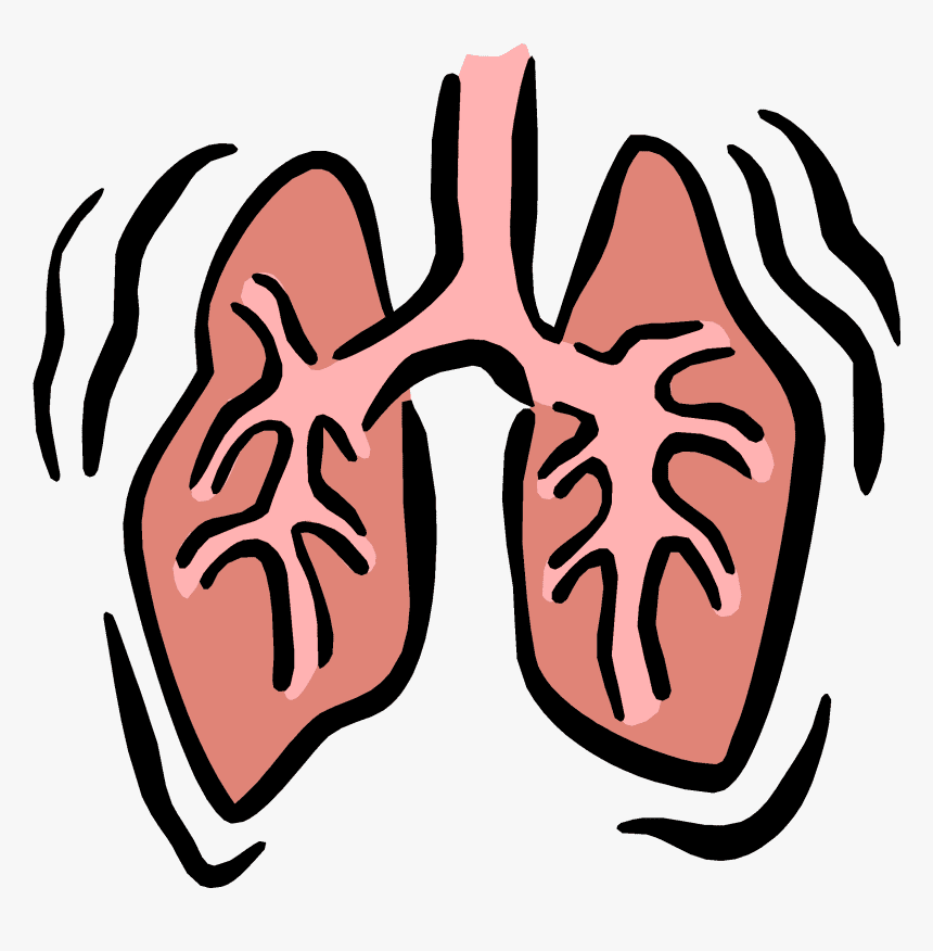 Lungs Clipart Png Free