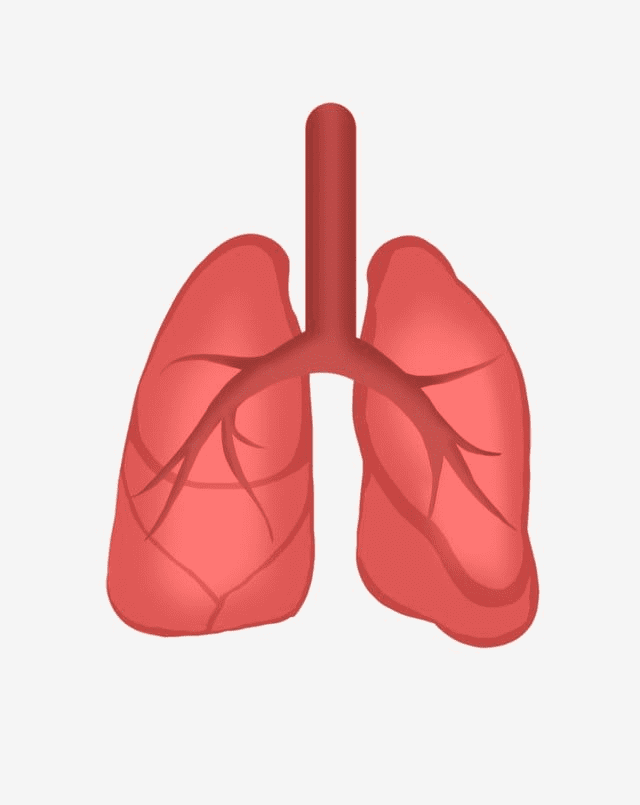 Lungs Clipart Png Image
