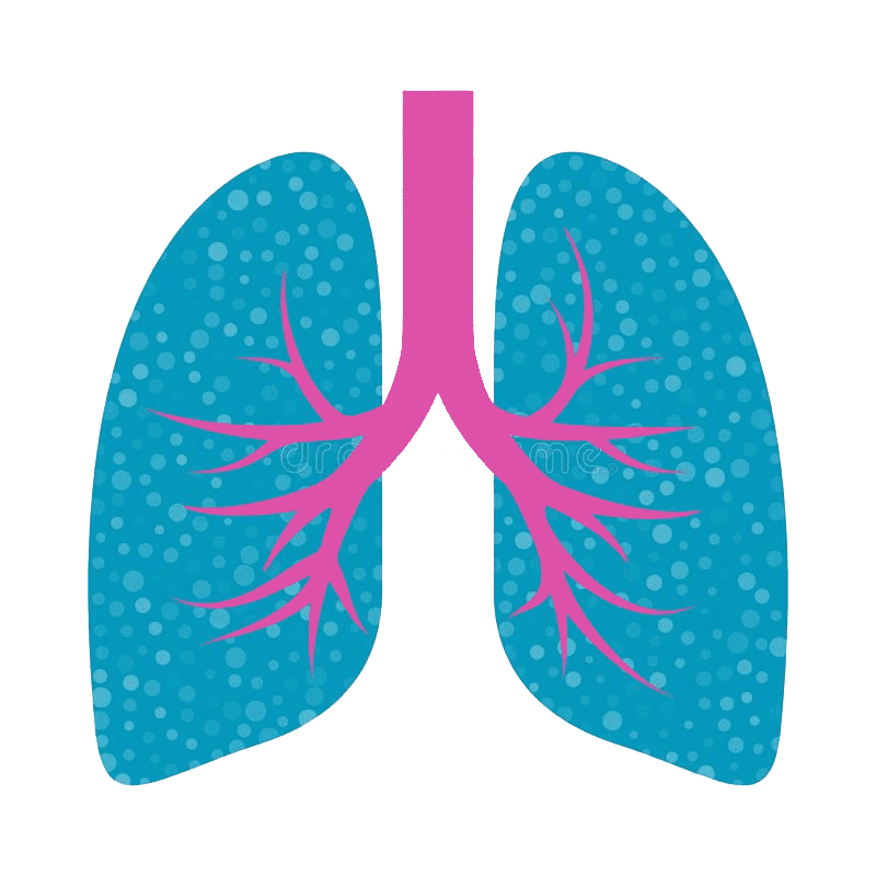 Lungs Clipart Png Images