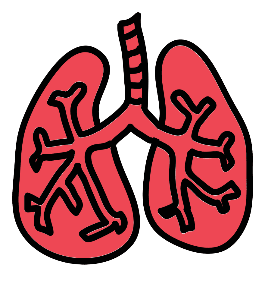 Lungs Clipart Png Picture