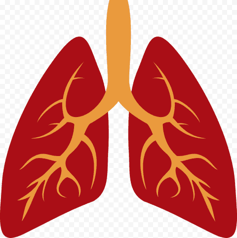 Lungs Clipart Png Pictures