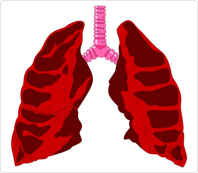 Lungs Clipart Png
