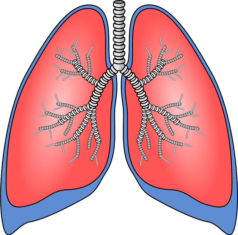 Lungs Clipart Transparent Background