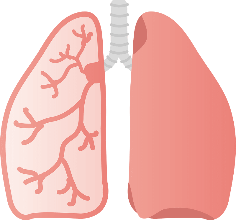 Lungs Clipart Transparent Download