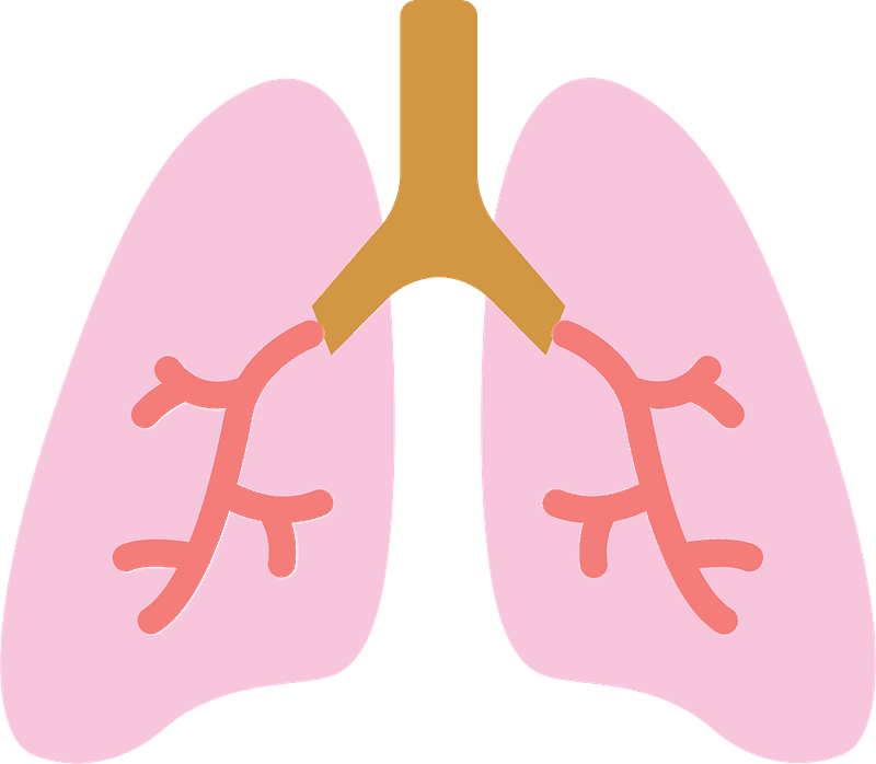 Lungs Clipart Transparent For Free