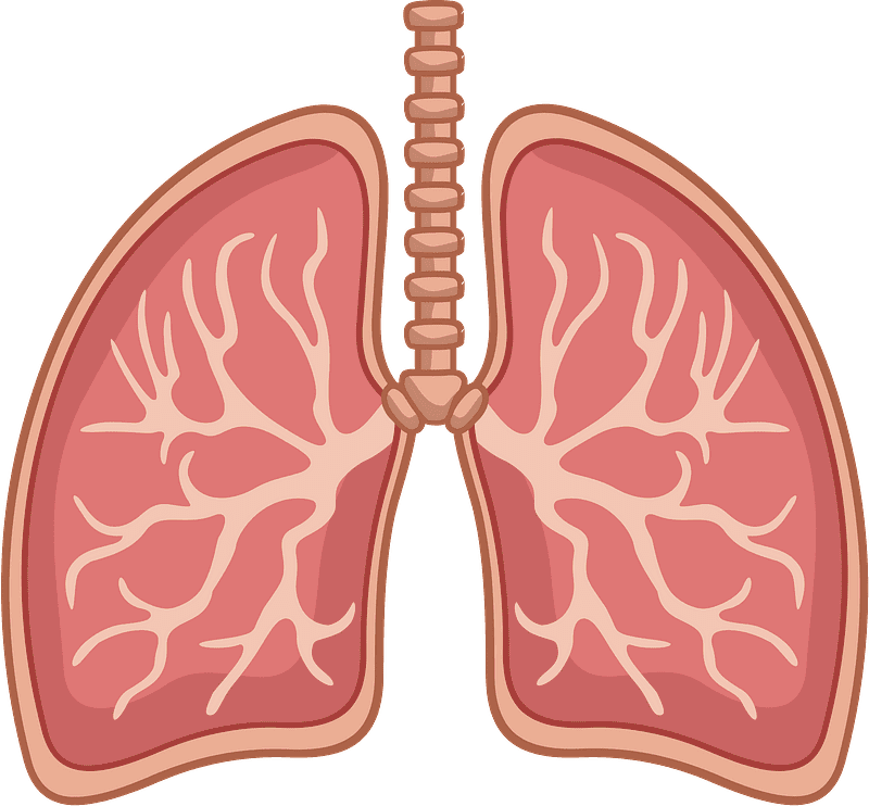 Lungs Clipart Transparent Free