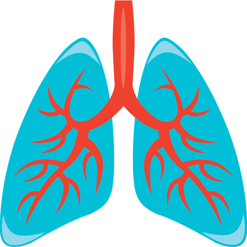 Lungs Clipart Transparent Image