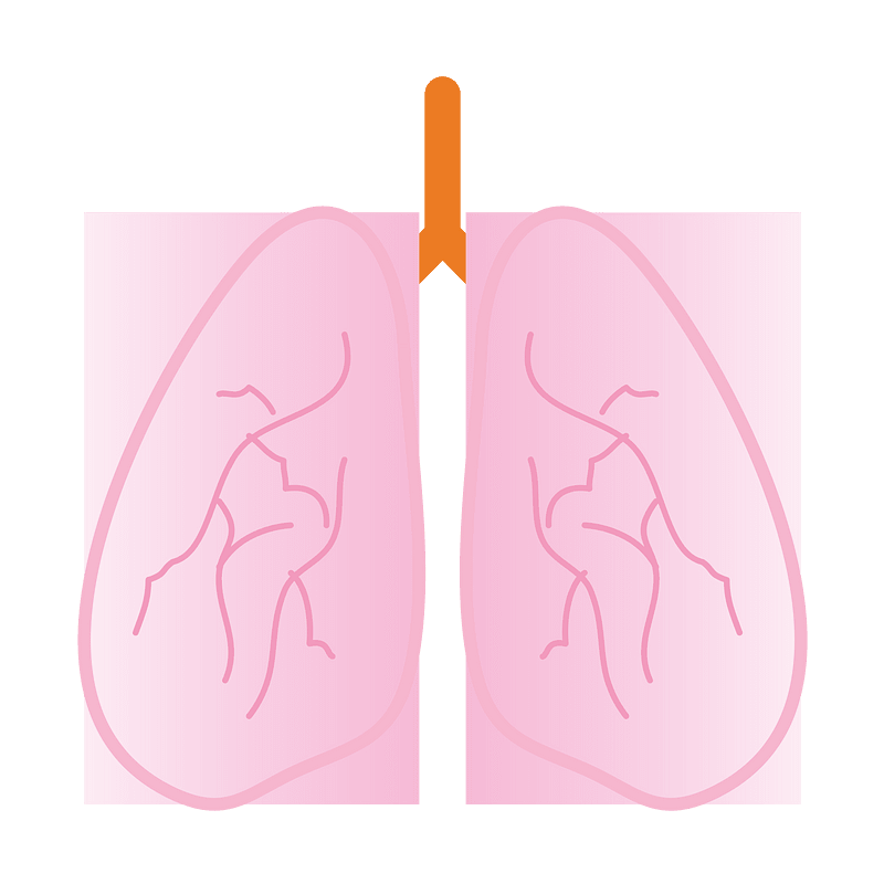 Lungs Clipart Transparent Images