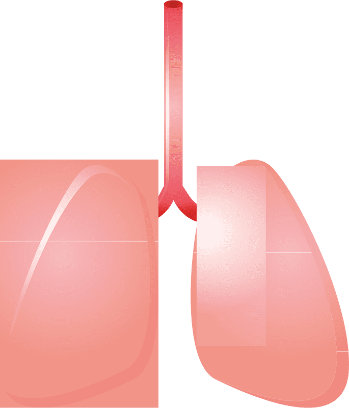 Lungs Clipart Transparent Picture