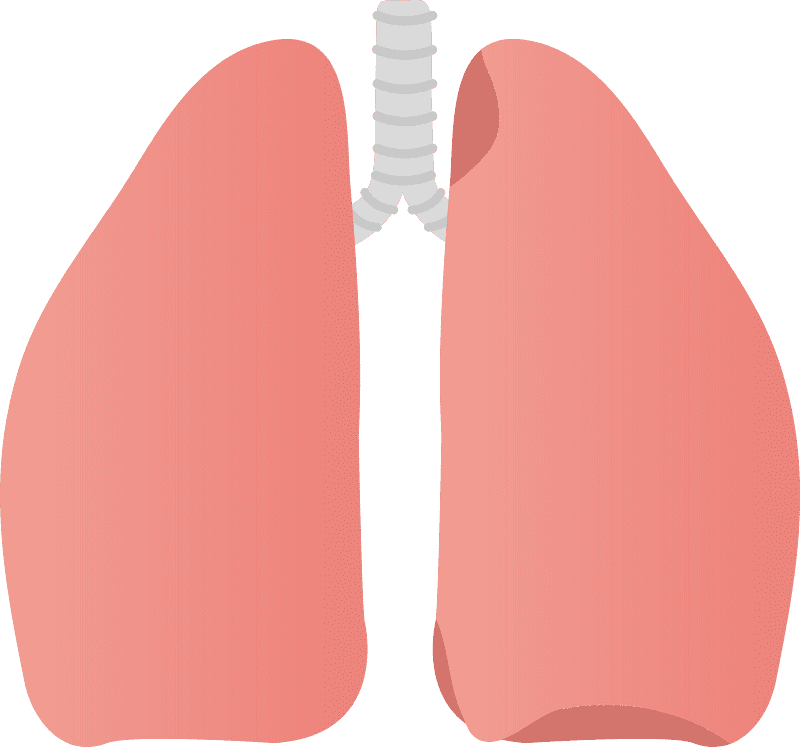 Lungs Clipart Transparent Pictures