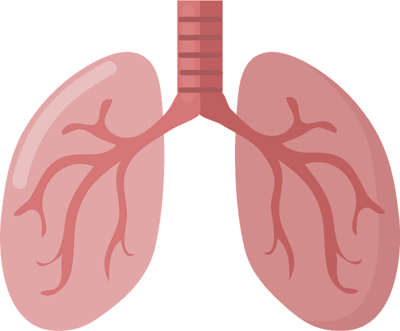 Lungs Clipart Transparent Png