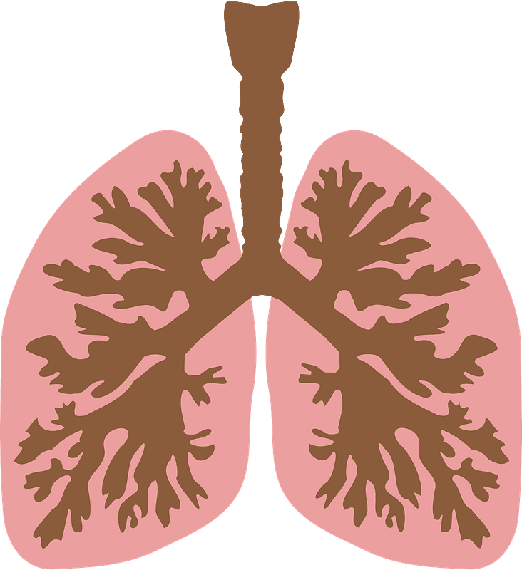 Lungs Clipart Transparent