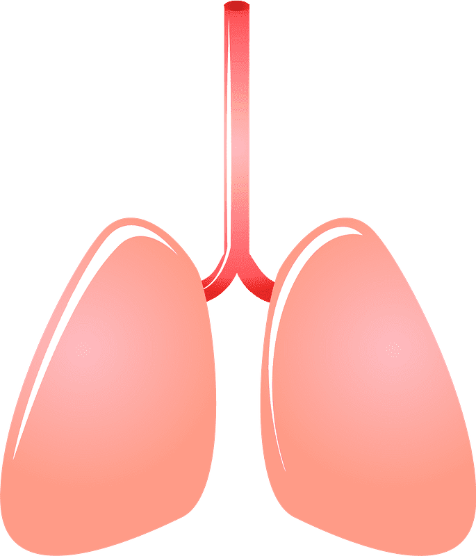 Lungs Transparent Clipart Free