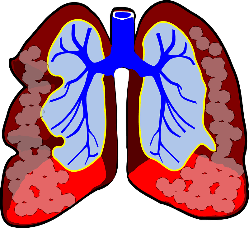 Lungs Transparent Clipart Images