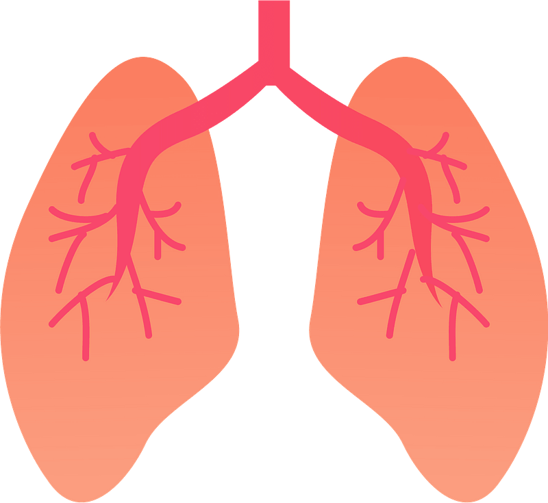 Lungs Transparent Clipart Png