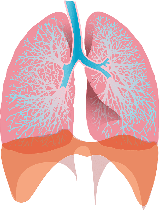 Lungs Transparent Clipart