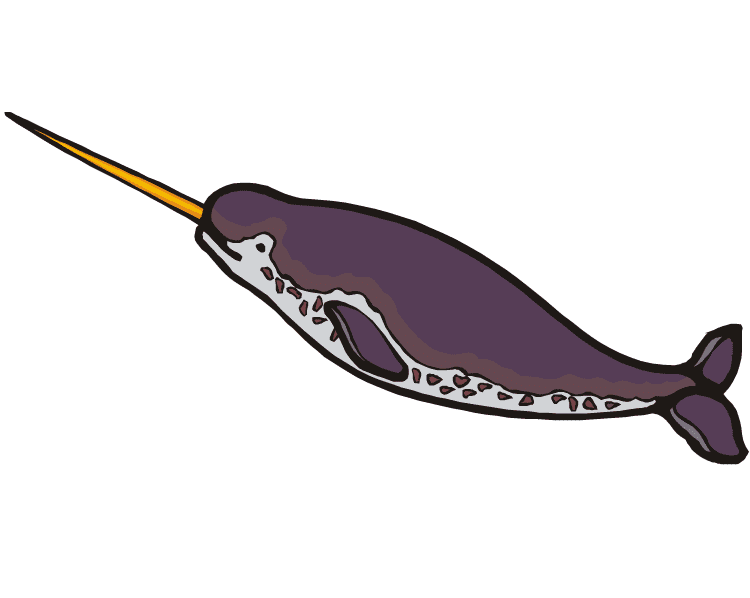 Narwhal Clipart Download