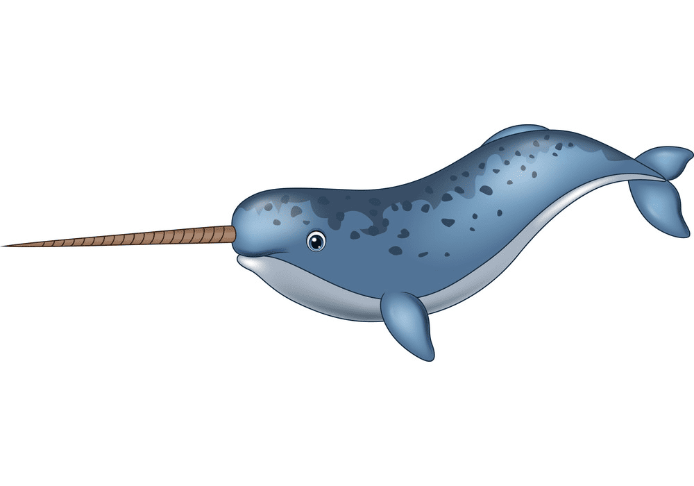 Narwhal Clipart Png Images