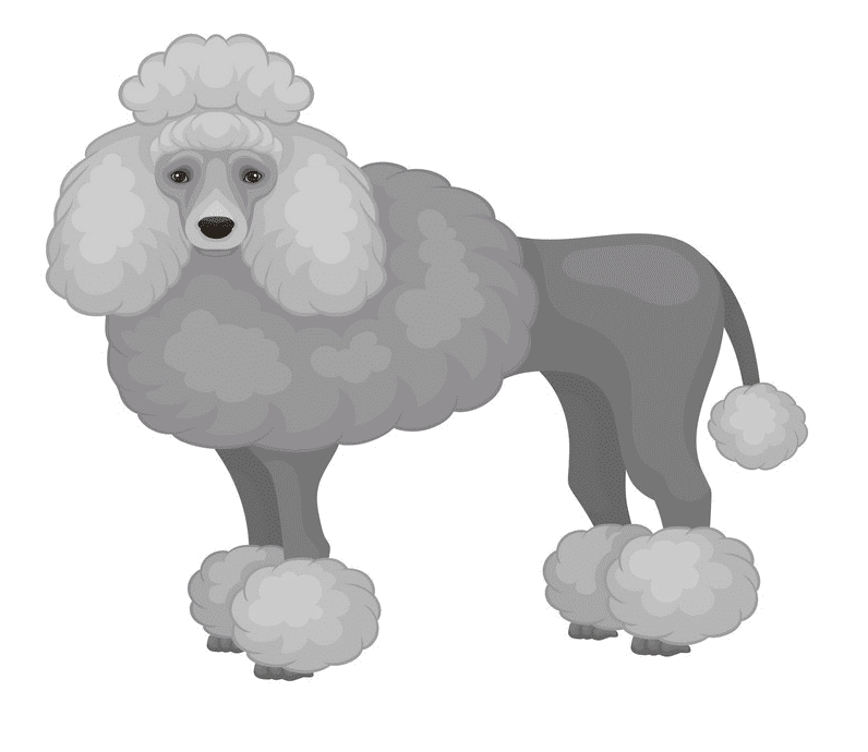 Poodle Clipart Free Image