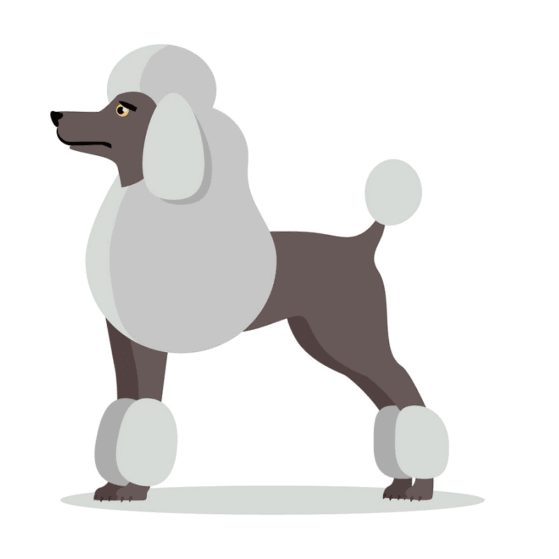 Poodle Clipart Free Pictures