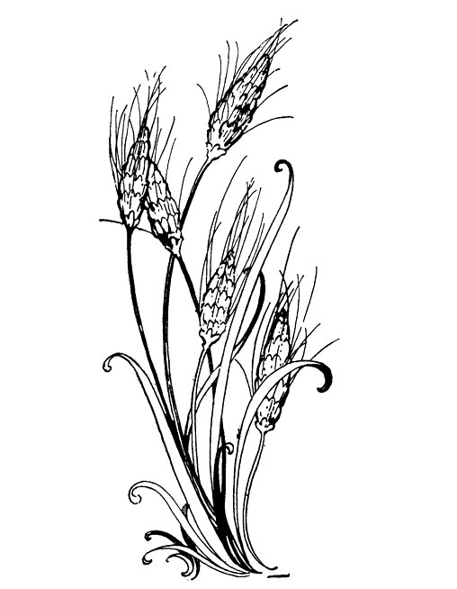 Wheat Black and White Clipart