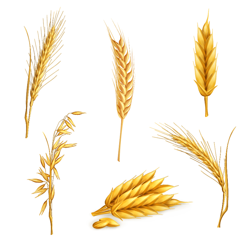 Wheat Clipart Download
