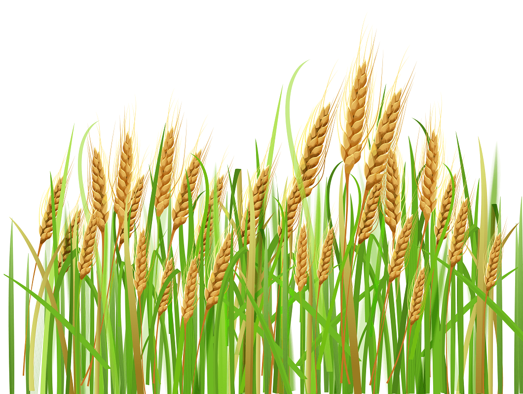 Wheat Clipart For Free