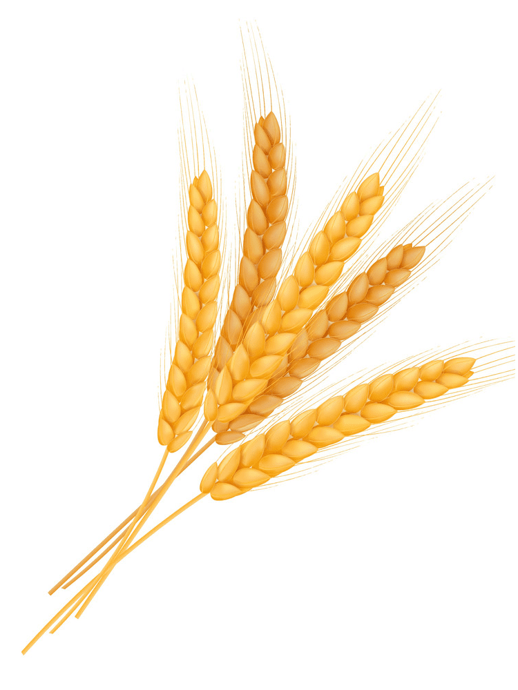 Wheat Clipart Free Picture