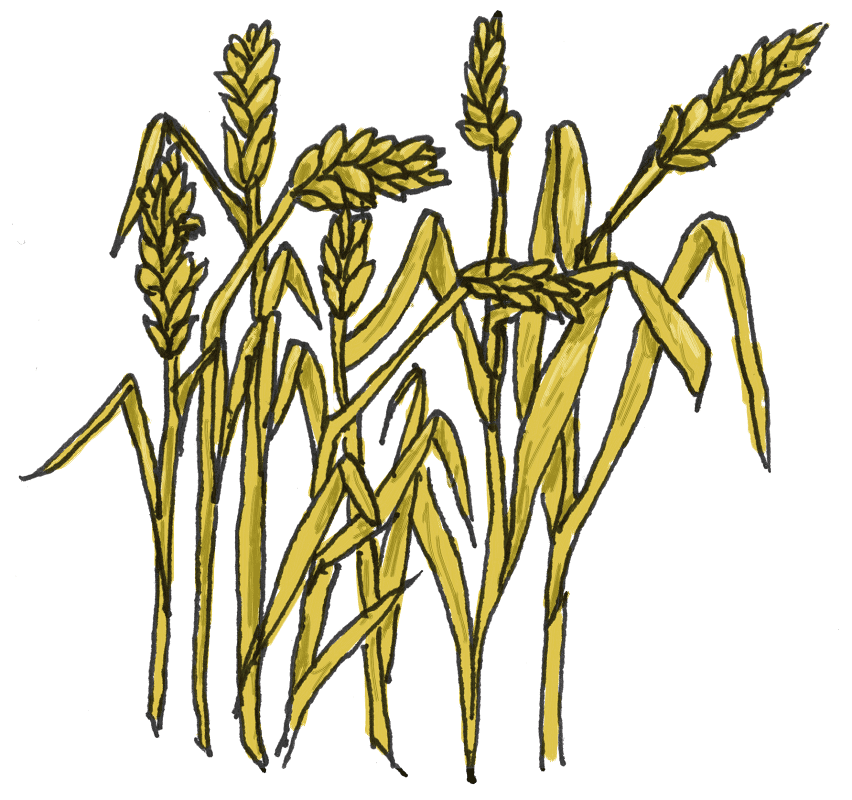 Wheat Clipart Image