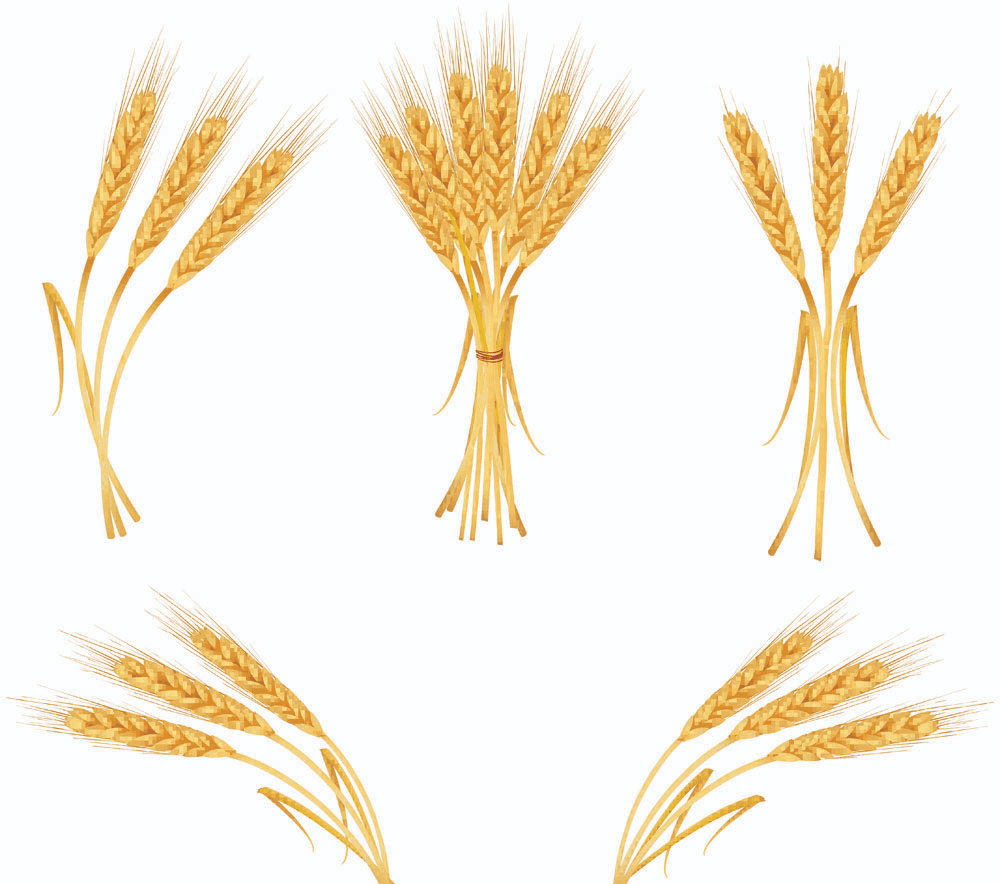Wheat Clipart Images