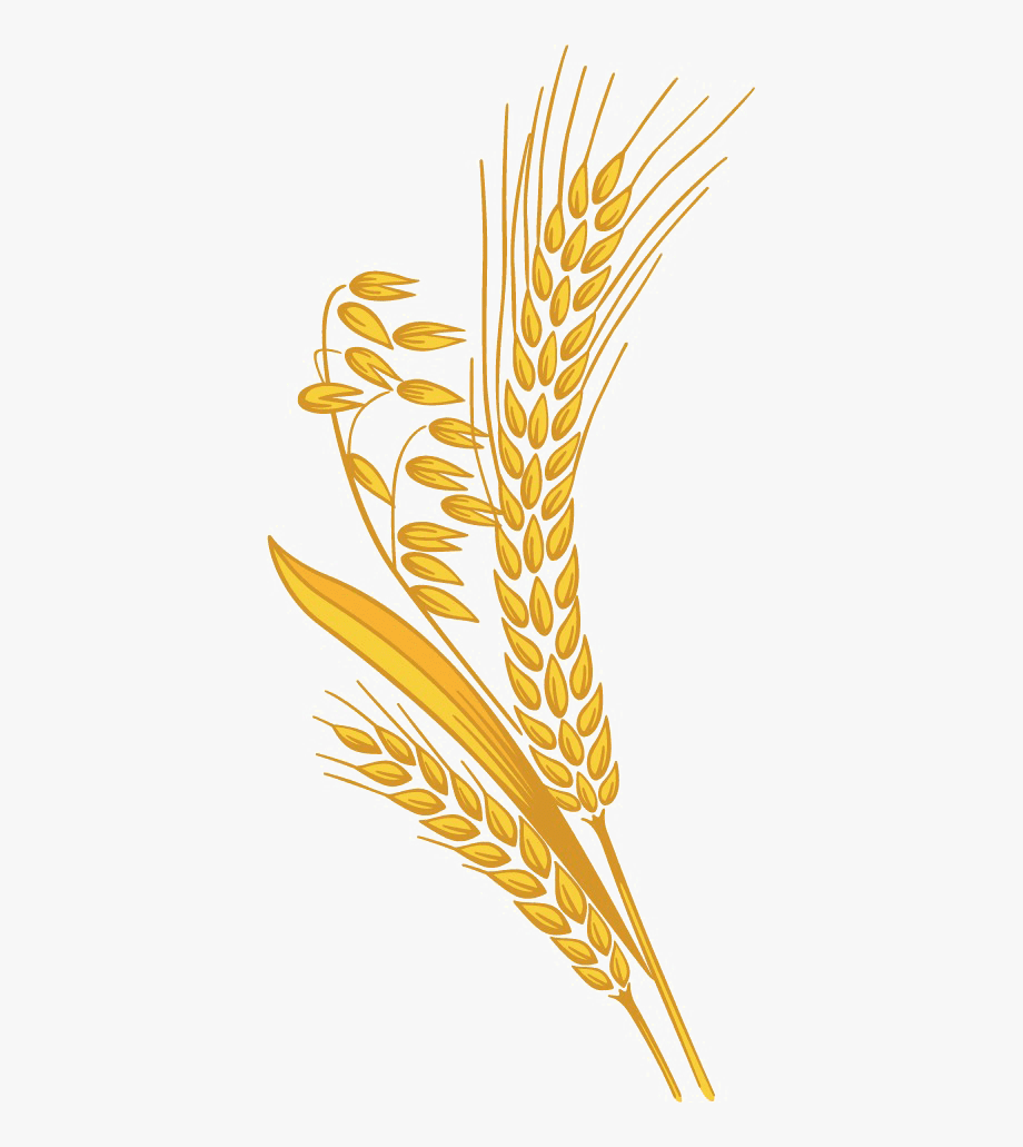 Wheat Clipart Picture