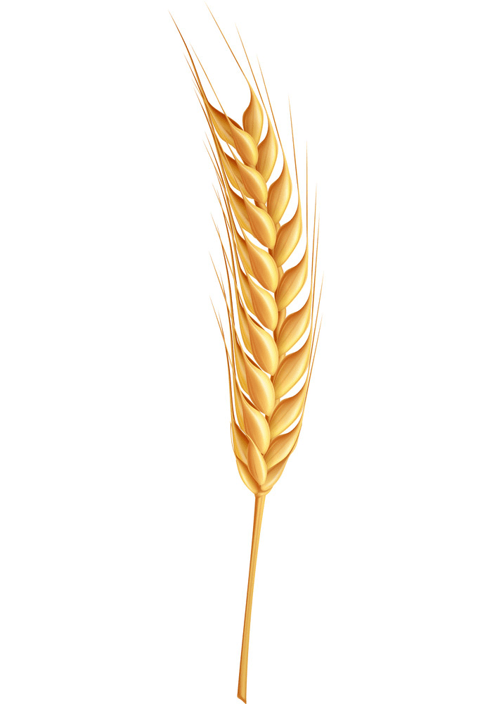 Wheat Clipart Pictures
