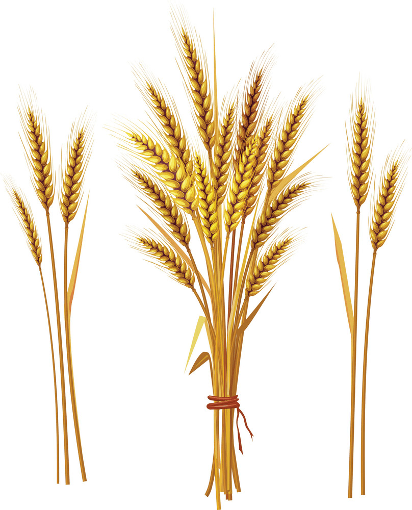 Wheat Clipart Png Images