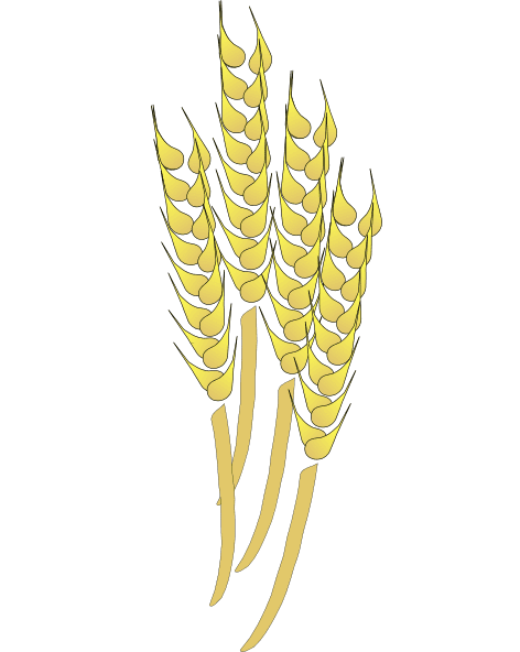 Wheat Clipart Png