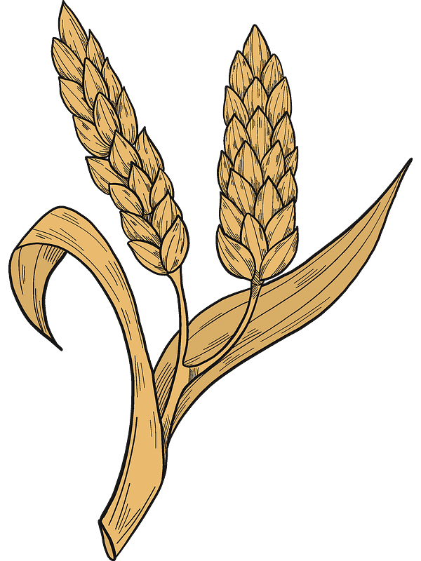 Wheat Clipart Transparent Download