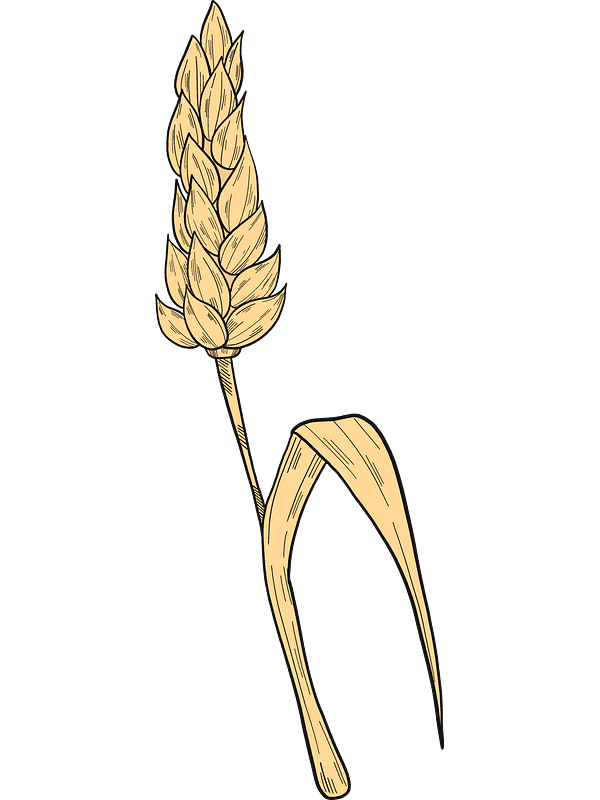 Wheat Clipart Transparent For Free