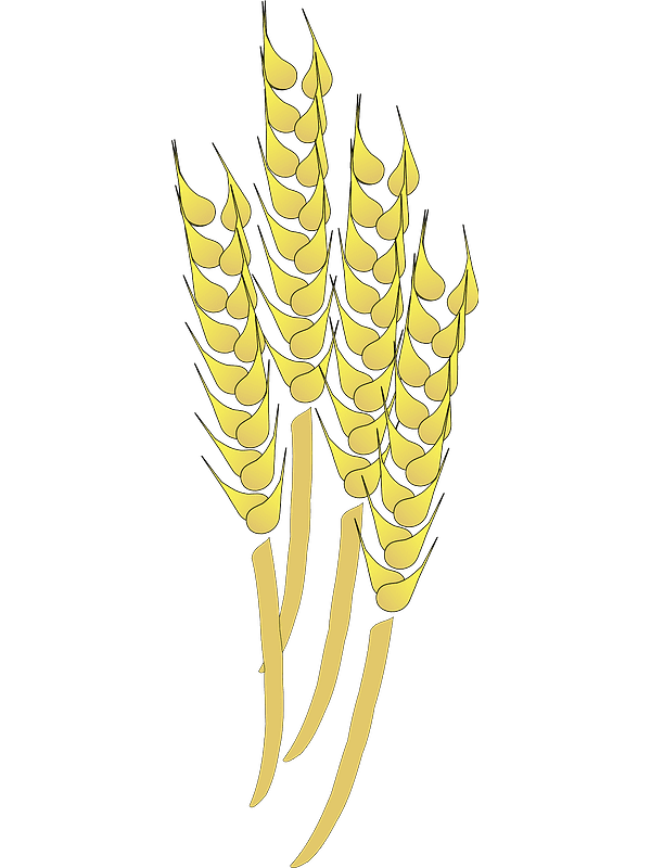 Wheat Clipart Transparent