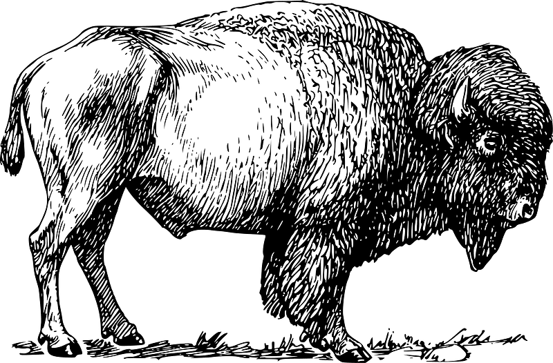 Bison Clipart Black and White