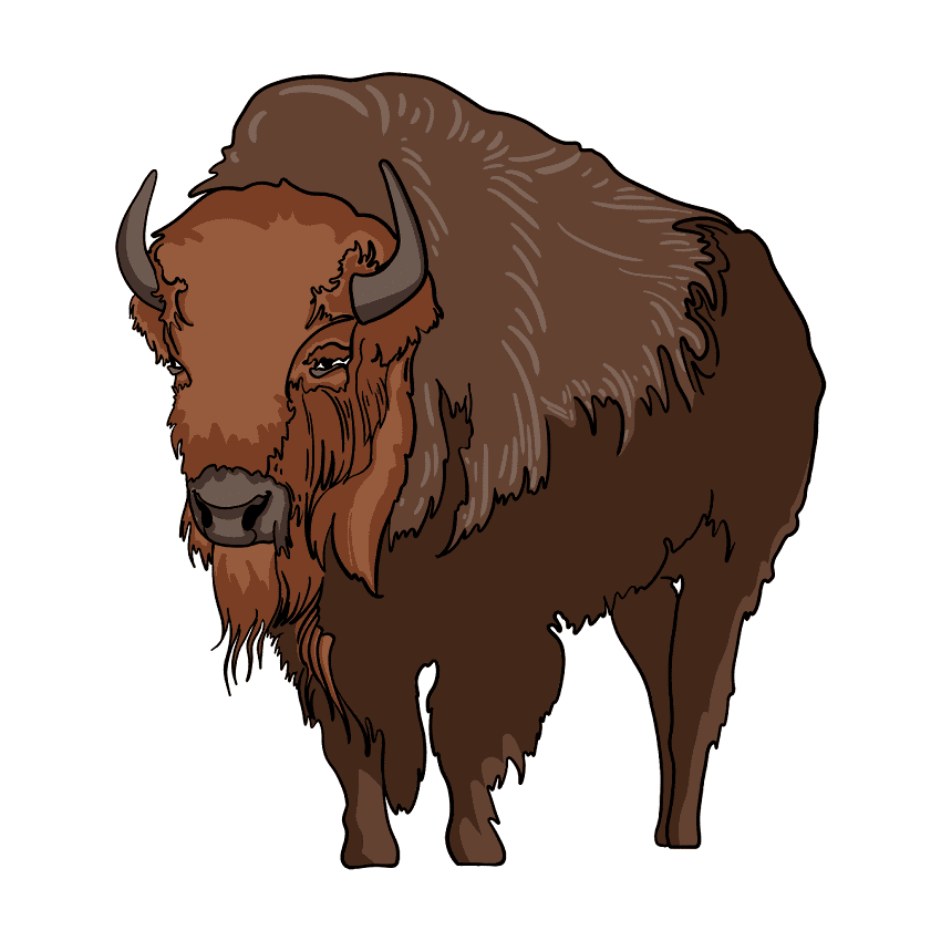 Bison Clipart Free Photo