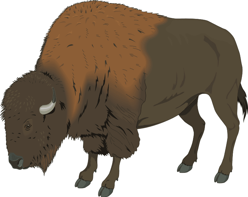 Bison Clipart Png