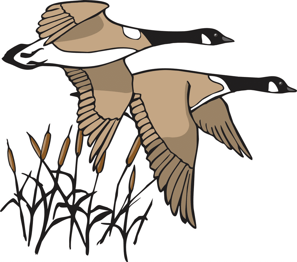 Canada Geese Clipart