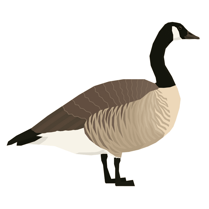 Canada Goose Clipart For Free