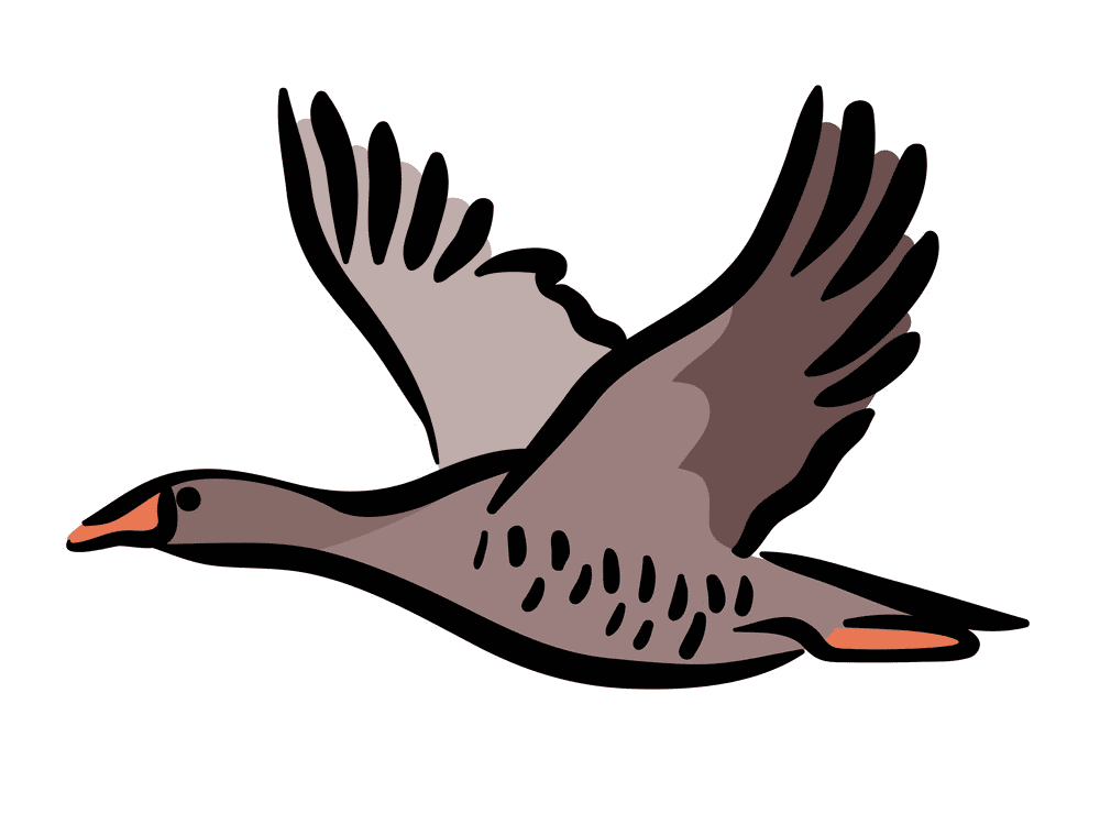 Canada Goose Clipart Images