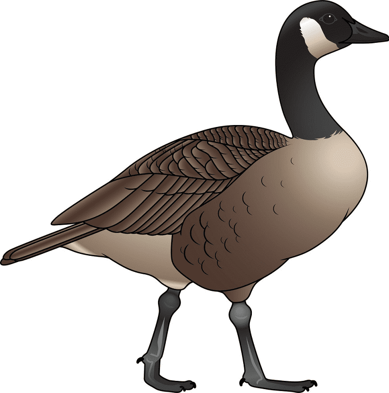 Canada Goose Clipart Png